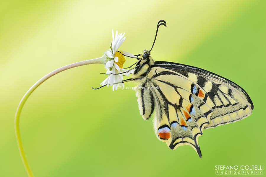 Stefano Coltelli - Tuscany landscapes - Butterfly