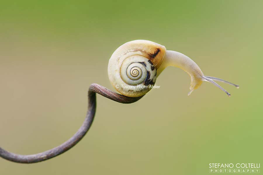 Stefano Coltelli - Tuscany landscapes - Snail